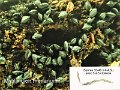 Mytilinidion rhenanum-amf129-1